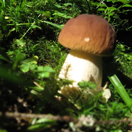 Teremok * Mykulychyn